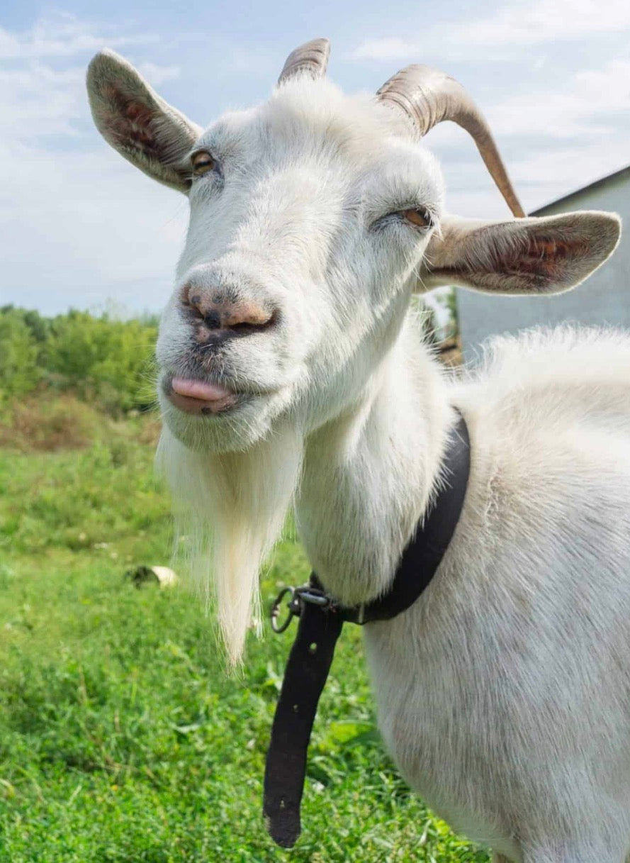 Goats Milk Soap