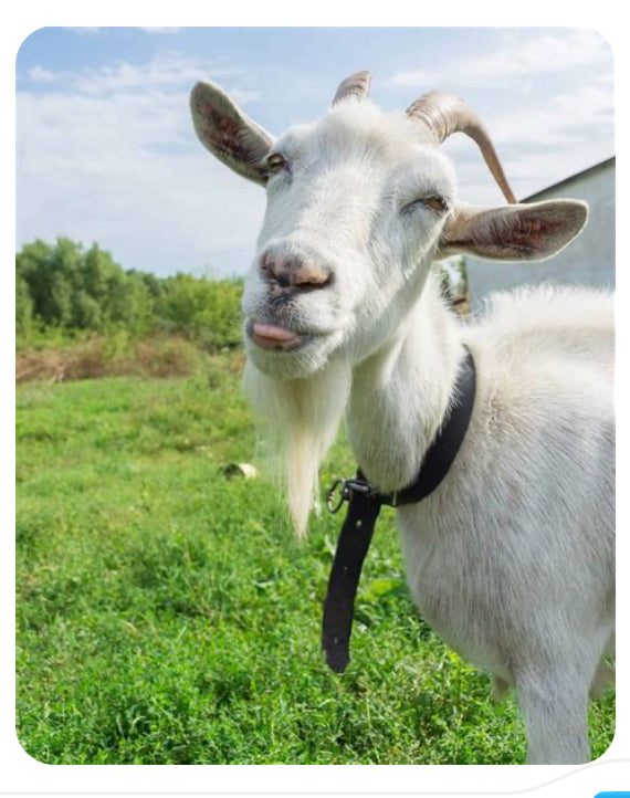 Goats Milk Soap