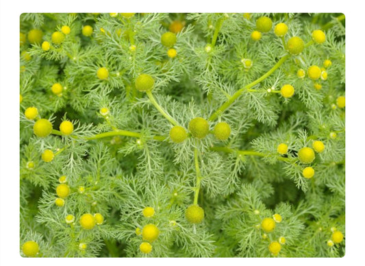 Foraged PINEAPPLE WEED